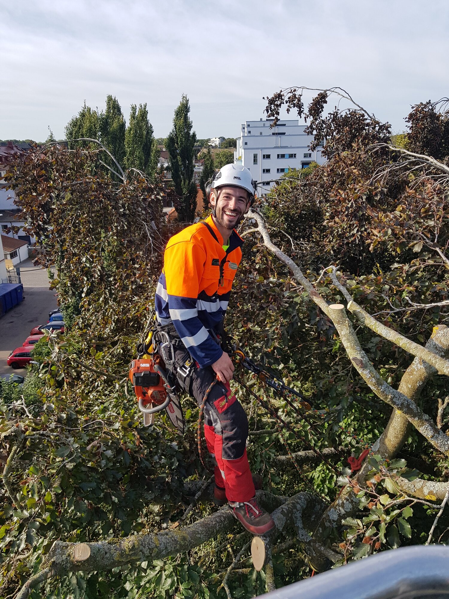 Reductie van een 25m hoge rode beuk in Zweden, foto vanuit de hoogwerker