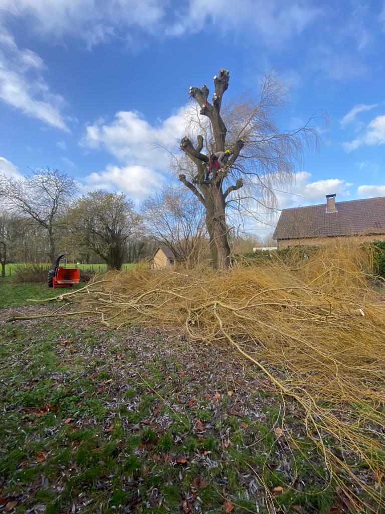 Domien Peeters boomverzorging en tuinarchitectuur