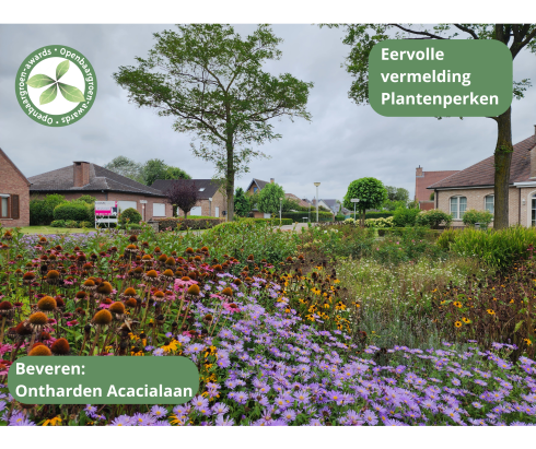 Beveren - Ontharden verkeerseiland Acacialaan © VVOG Beveren - Ontharden verkeerseiland Acacialaan © VVOG