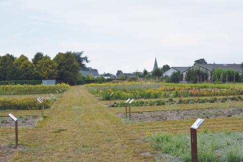 Bloemenzaadwinningsperceel in Wingene