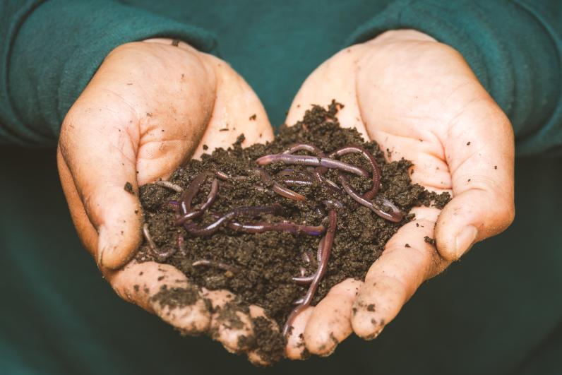 Het aantal regenwormen neemt af door een teveel aan stikstof ©  S. Yamkasikorn / Unsplash