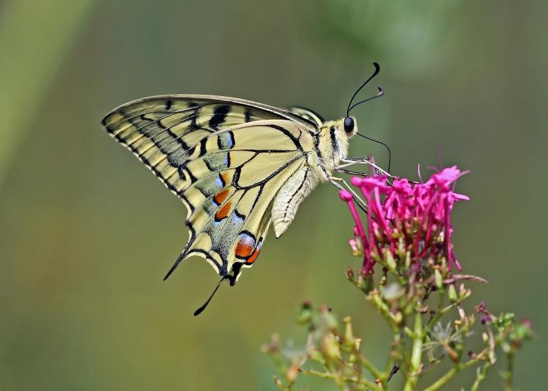 Ook in stedelijke gebieden zijn er mogelijkheden voor meer biodiversiteit. © J. Sharp / Wikimedia Commons