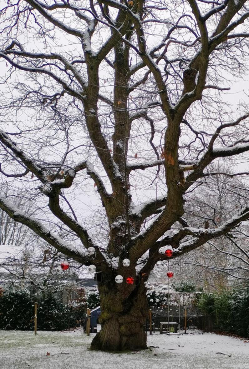 De kastanjeboom in Hove is één van de finalisten © RLKGN