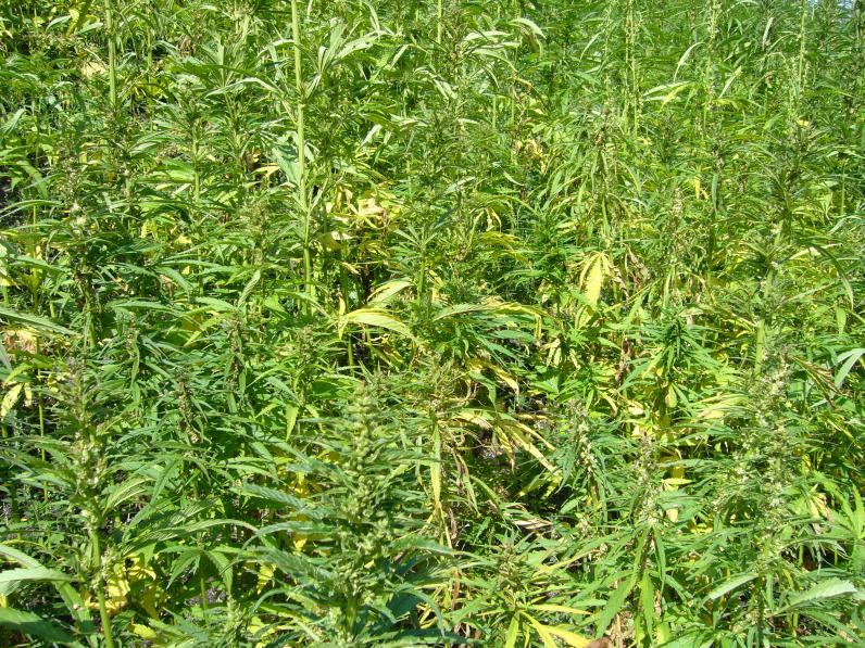 Cannabis sativa of hennep blijkt een ideale bodemzuiveraar te zijn. © Nabokov / Wikimedia Commons