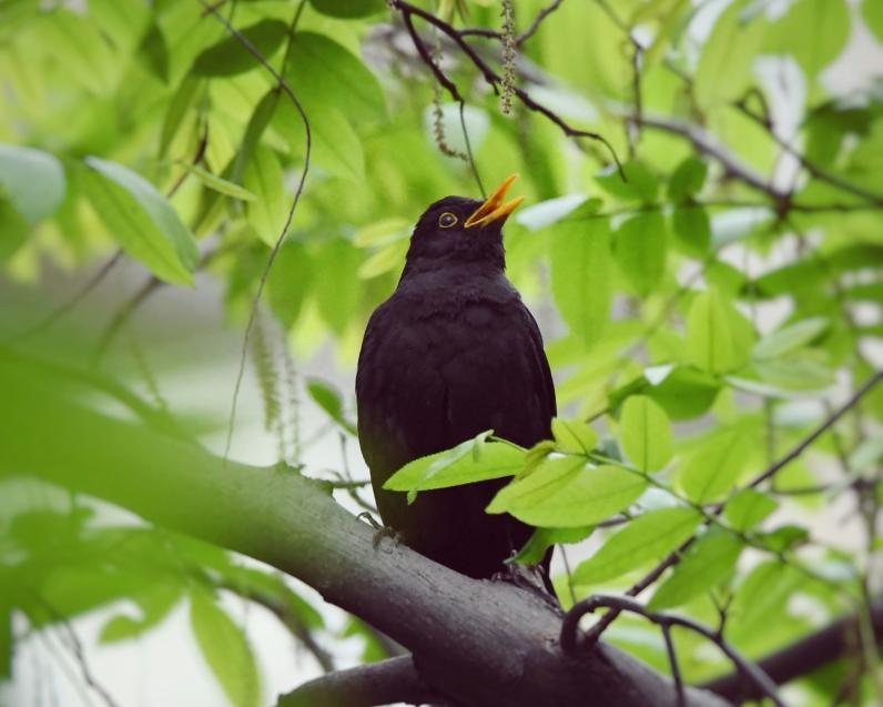 Hoe diverser het stadsgroen, hoe aantrekkelijker voor vogels, hoe beter voor het mentaal welzijn. © Pete Guan / Unsplash