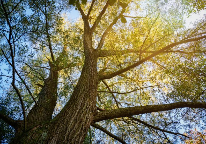Oude boom © Peter H. / Pixabay