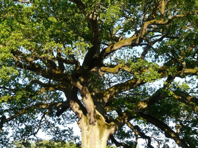 Quercus robur kroon © Hans / Pixabay