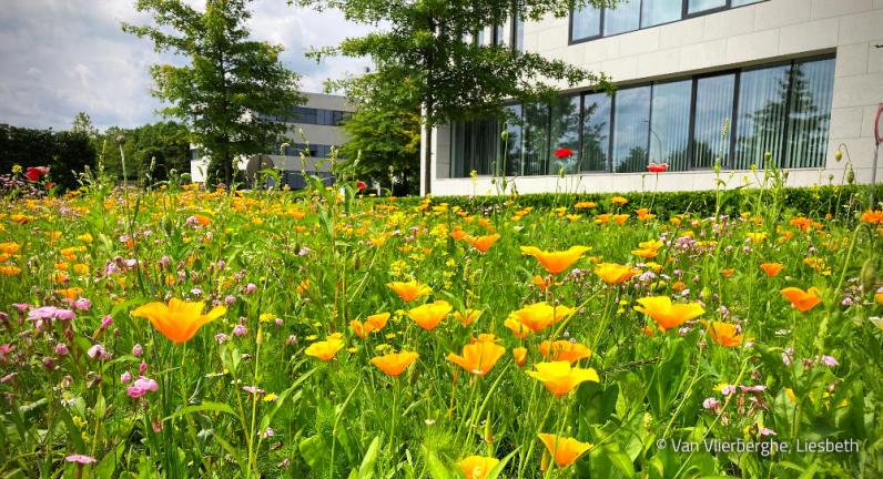 Een natuurlijk ingericht bedrijfsterrein. © Leuven 2030
