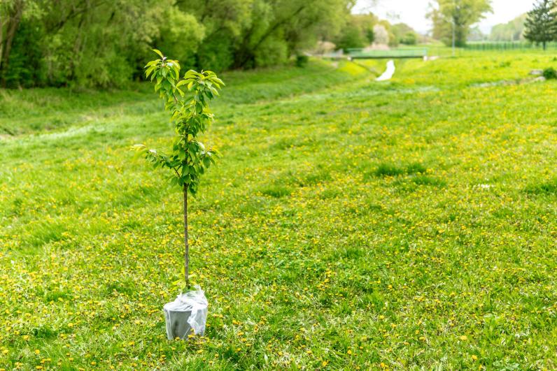 Het plantseizoen is aangebroken! Lokale besturen zijn een belangrijke partner in bebossingsprojecten. © George Bakos / Unsplash