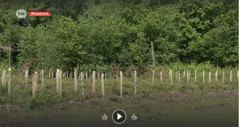 De aanplant van jonge bomen als onderdeel van het project ‘Klimaatrobuuste bossen voor het Waasland’. © TV Oost