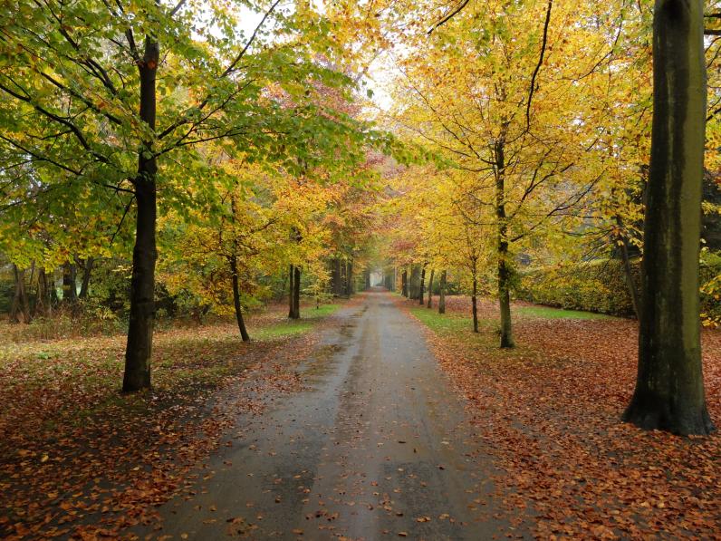 Dreef in het Park van Brasschaat. © Jules Grandgagnage