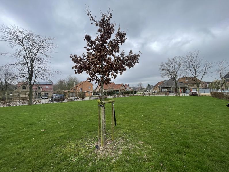 Klimaatboom te Herk-de-Stad © Centrum Duurzaam Groen