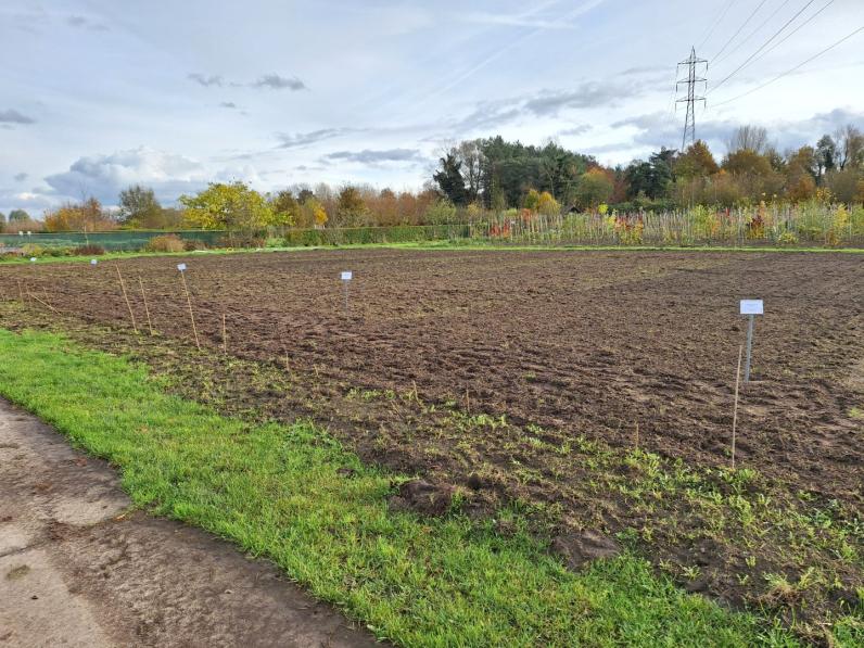 Een proefveld met inheemse kruidachtigen. © VLM