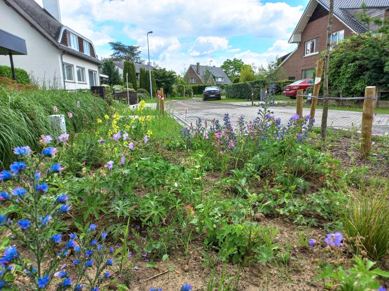 Groenvakken met vaste planten in de wijk Spaanse Kroon. © Stad Leuven