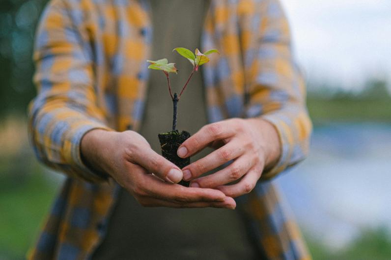 Openbaargroen.be - Illustratiebeeld 'Webinar water use by young trees' © Anna Shvets / Pexels
