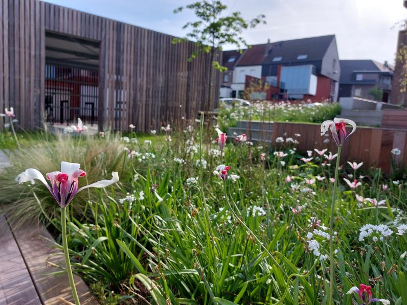 Een gevarieerde beplanting zorgt het hele jaar door voor wisselende accenten. © Yann Raes – Stad Harelbeke