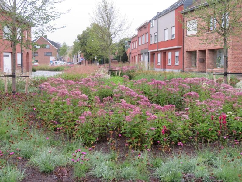 Vaste planten in het dorpscentrum van Rijmenam. © Ingenieursbureau France