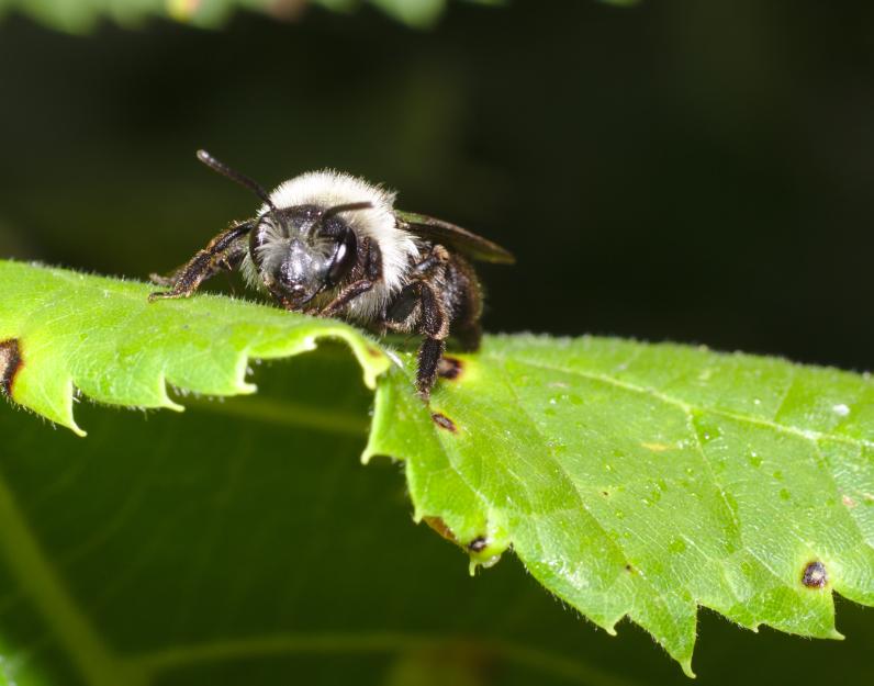 Wilde bijen hebben te lijden onder het gebruik van pesticiden. © Stanzilla Wikimedia Commons