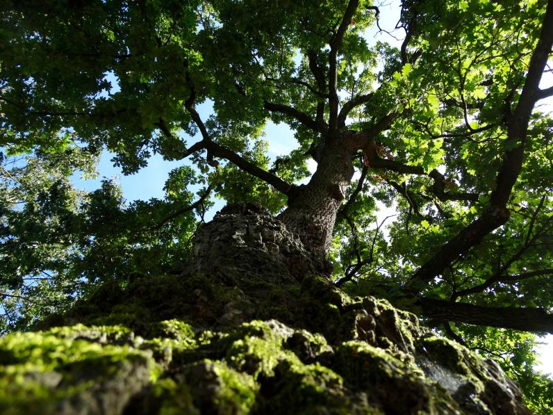 De Heilige Eik in Den Hout is mogelijk Nederlands oudste heilige boom. © Joris Hellevoort