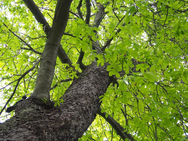 Paardenkastanje (Aesculus hippocastanum) © Agnieszka Kwiecień, Nova