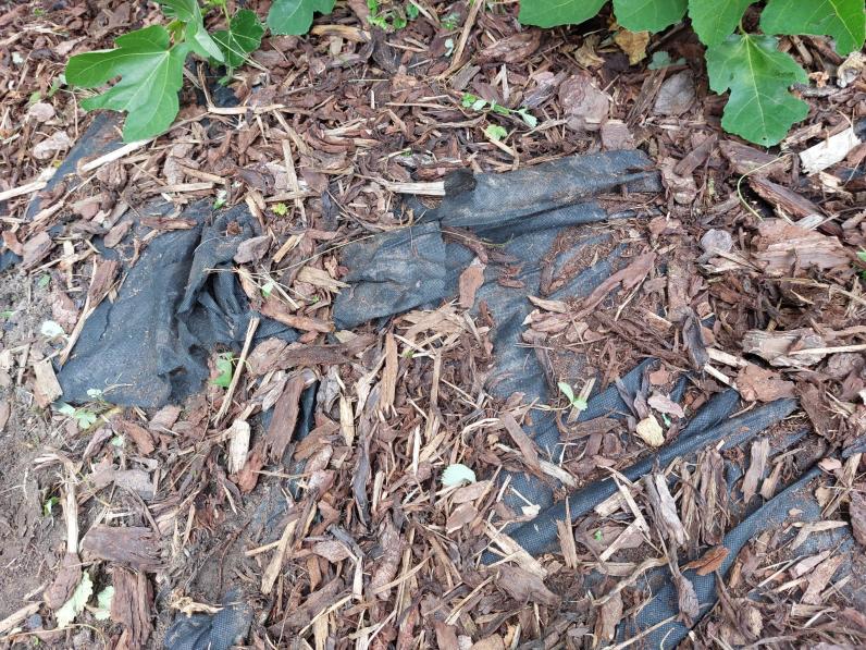 IIlustratiebeeld worteldoek © Patrick Godding