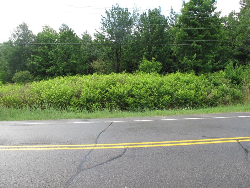 Illustratiebeeld Japanse duizendknoop © Gilles Ayotte