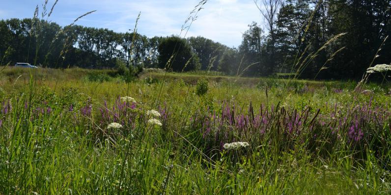 Antwerpen lanceert Grasplan voor een ecologisch graslandbeheer