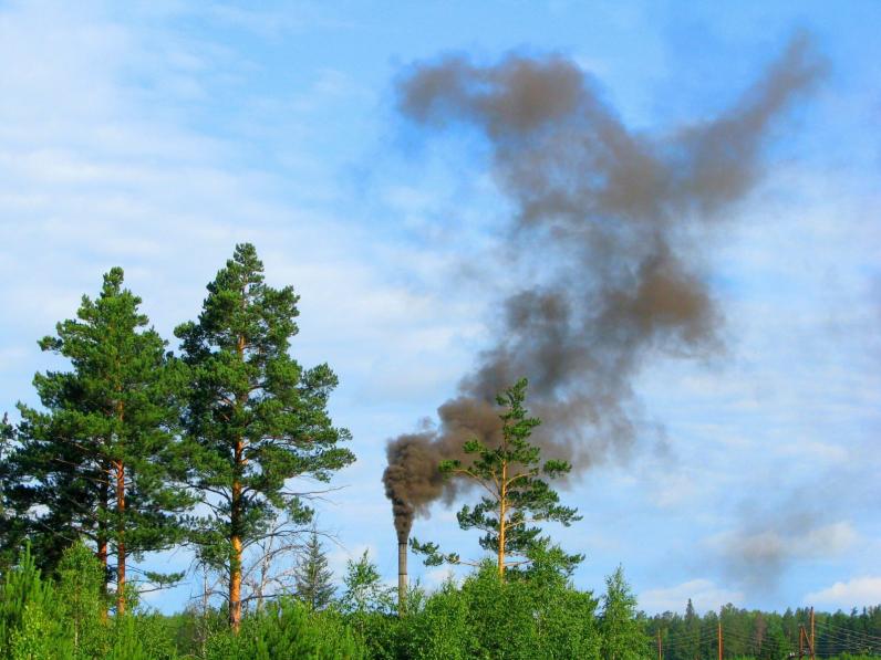 Bomen kunnen bijdragen aan het verminderen van luchtvervuiling door industrie