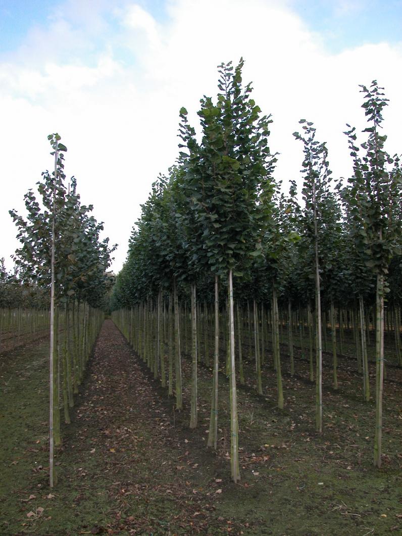 Tilia platyphyllos 'Zelzate'