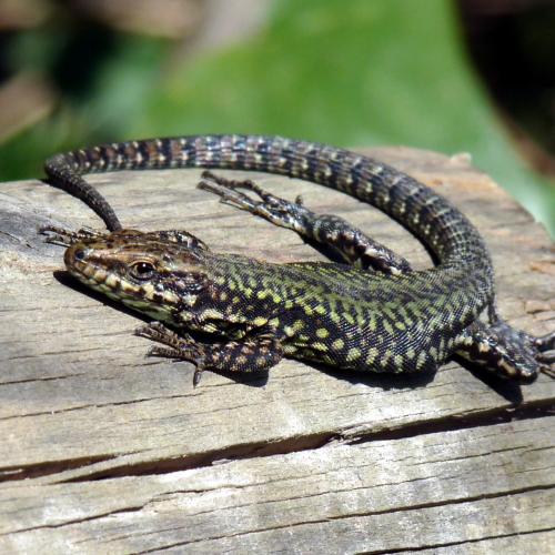 De muurhagedis (Podarcis muralis) © Lucarelli / Wikimedia Commons