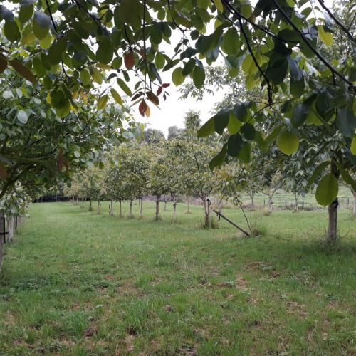 Boomgaard met notelaars © Agroforestry Vlaanderen