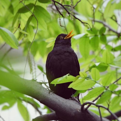 Hoe diverser het stadsgroen, hoe aantrekkelijker voor vogels, hoe beter voor het mentaal welzijn. © Pete Guan / Unsplash