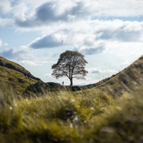 De Sycamore Gap Tree was wereldberoemd. © ClementP.fr / Wikimedia Commons