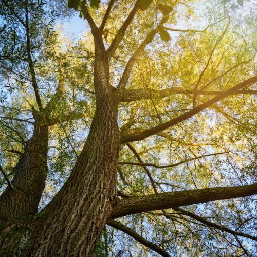 Oude boom © Peter H. / Pixabay