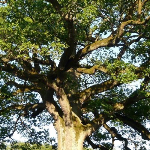 Quercus robur kroon © Hans / Pixabay