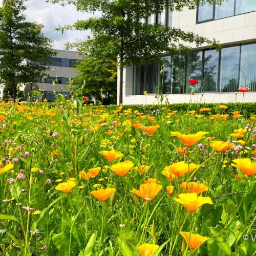 Een natuurlijk ingericht bedrijfsterrein. © Leuven 2030