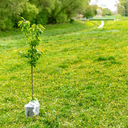 Het plantseizoen is aangebroken! Lokale besturen zijn een belangrijke partner in bebossingsprojecten. © George Bakos / Unsplash