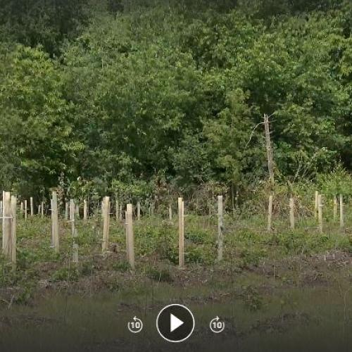 De aanplant van jonge bomen als onderdeel van het project ‘Klimaatrobuuste bossen voor het Waasland’. © TV Oost