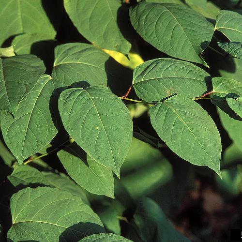 Japanse duizendknoop is een invasieve plant die op veel plaatsen in Vlaanderen woekert. © J. Miller / Wikimedia Commons