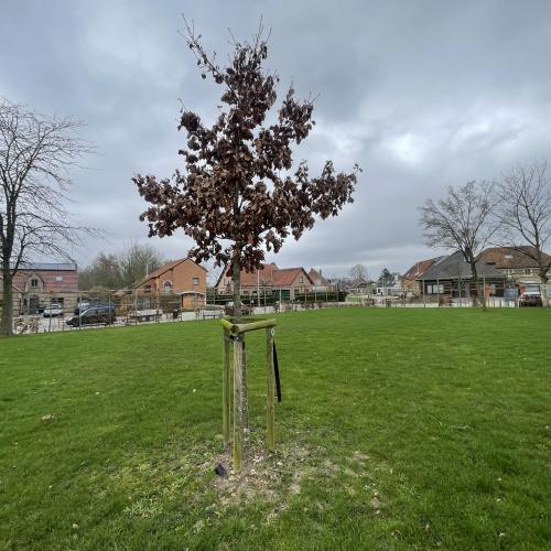 Klimaatboom te Herk-de-Stad © Centrum Duurzaam Groen