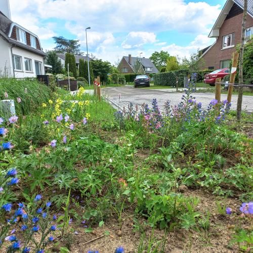 Groenvakken met vaste planten in de wijk Spaanse Kroon. © Stad Leuven