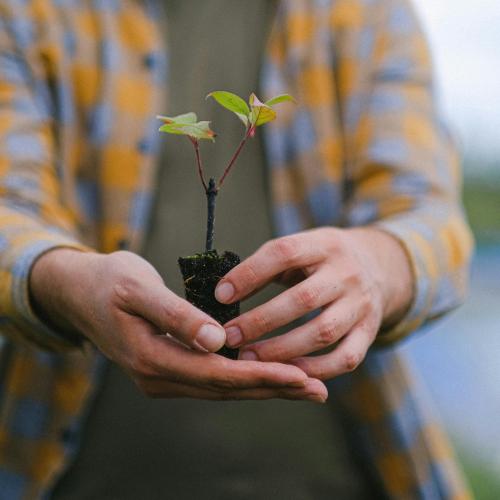 Openbaargroen.be - Illustratiebeeld 'Webinar water use by young trees' © Anna Shvets / Pexels