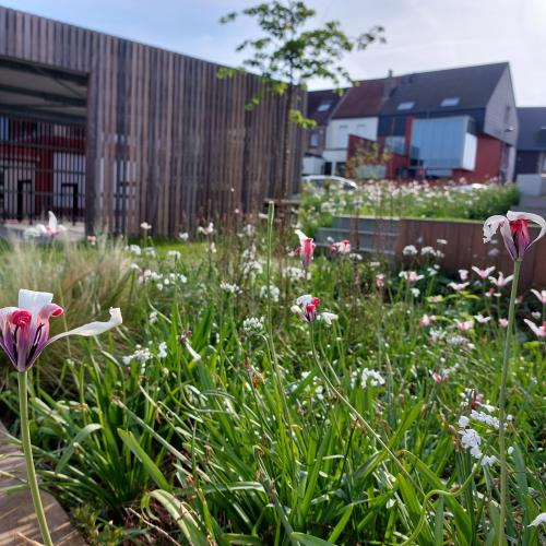 Een gevarieerde beplanting zorgt het hele jaar door voor wisselende accenten. © Yann Raes – Stad Harelbeke