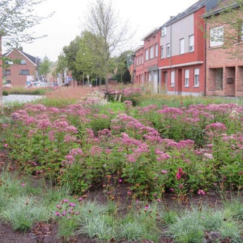 Vaste planten in het dorpscentrum van Rijmenam. © Ingenieursbureau France