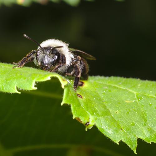 Wilde bijen hebben te lijden onder het gebruik van pesticiden. © Stanzilla  Wikimedia Commons