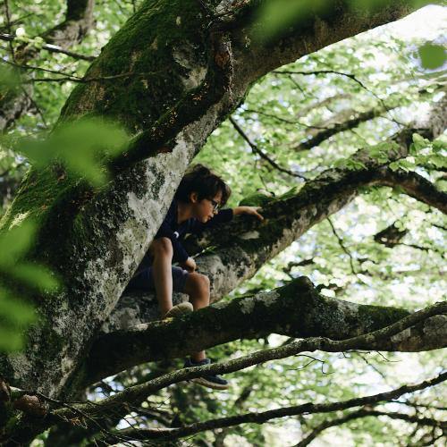Zorg dragen voor bomen © Maël Balland / Unsplash