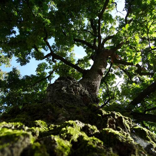 De Heilige Eik in Den Hout is mogelijk Nederlands oudste heilige boom. © Joris Hellevoort