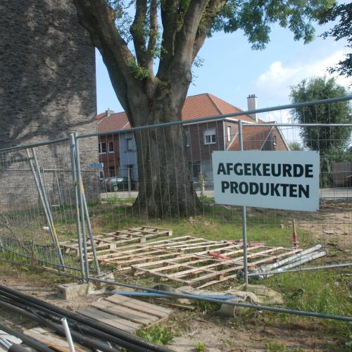 Werfhekken ter bescherming van erfgoedbomen in Aalst. © Lotte Vandoorne