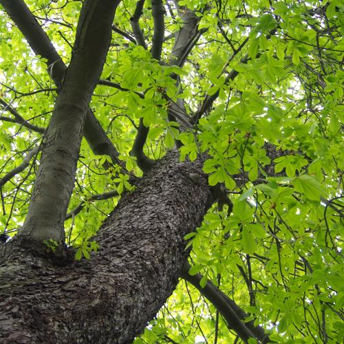 Paardenkastanje (Aesculus hippocastanum) © Agnieszka Kwiecień, Nova