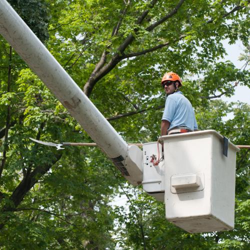 Een boomverzorger aan het werk © USCapitol / Wikimedia Commons